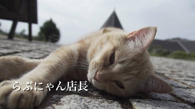 「お待ちしておりましたニャ」旅人を癒す伊豆のモフモフ猫たち 2枚目