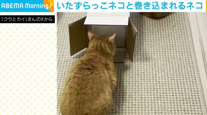 クウくんとカイくん