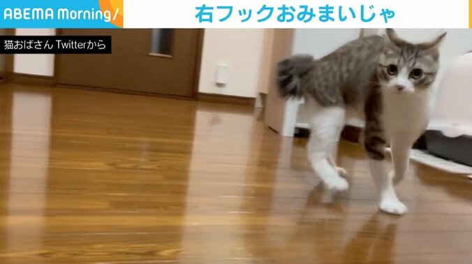 「何勝手に撮ってんだ～」 キュートな子猫が見せた“やんのかステップ”からの一撃が話題 1枚目