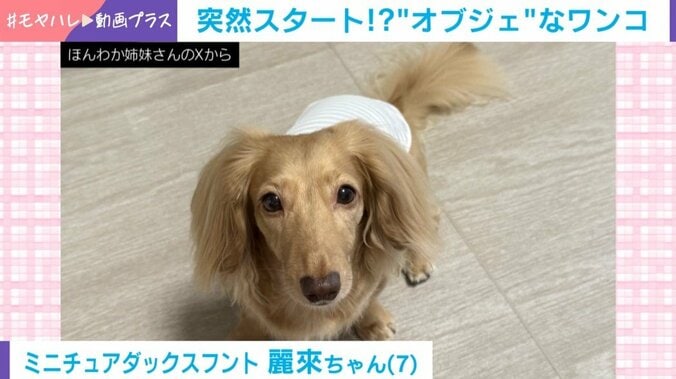 ミニチュアダックスフント・麗來ちゃん