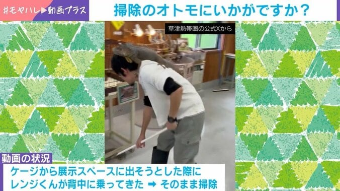 イグアナ