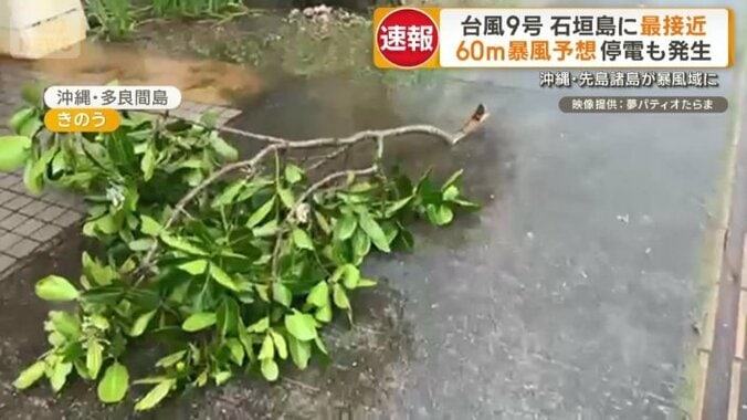 折れた木