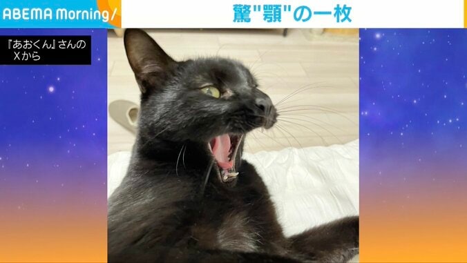 普段のあおくん