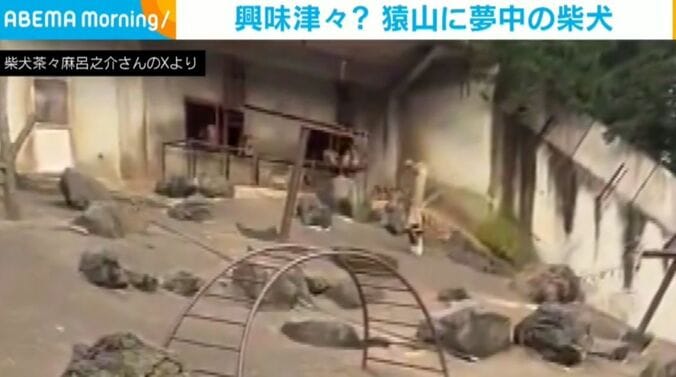 柴犬茶々麻呂之介さんのXより