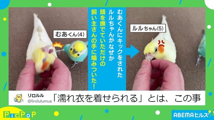 飼い主は“濡れ衣”！？セキセイインコがオカメインコにキックした後…一連の出来事に「完全なる冤罪ｗ」「鳥って蹴るんだ（笑）」と話題沸騰