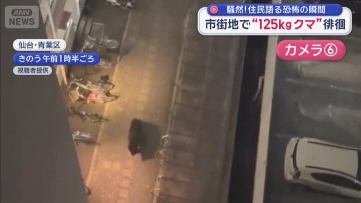 マンションの駐輪場にクマ