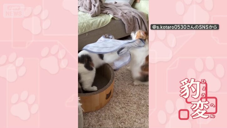 布をかぶると態度が豹変！