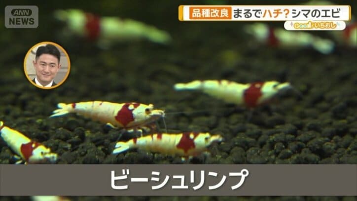 ビーシュリンプ