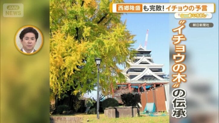 “イチョウの木”の伝承