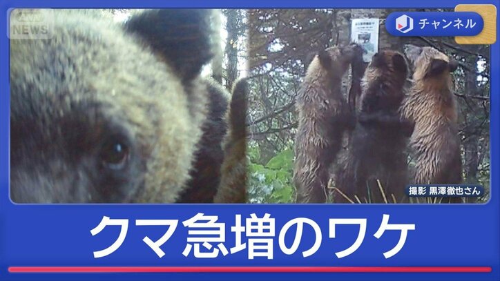 12月に入っても“居座り”市街地のクマ急増…豊作と凶作「サイクル」が関係