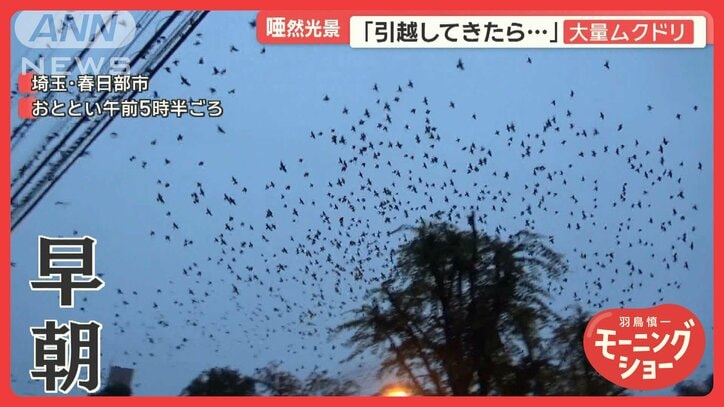 引越し先にムクドリの大群…深夜も大音量　住民困惑「寝不足で再引越しも覚悟」