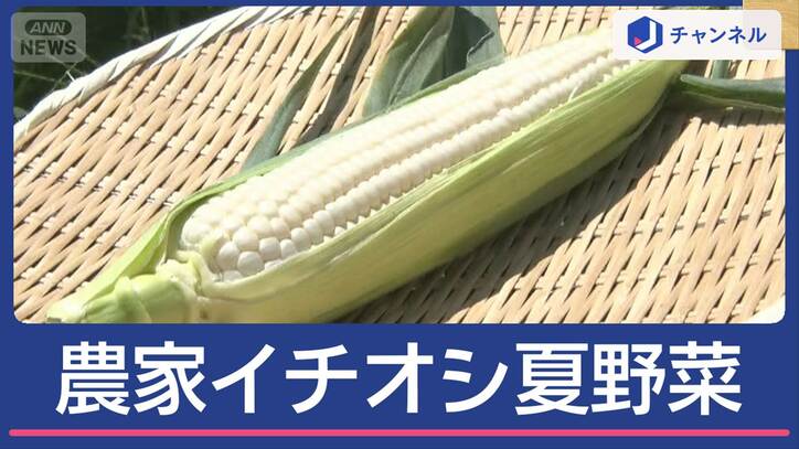 今こそ！農家のオススメ発見　猛暑＆台風に負けない夏野菜