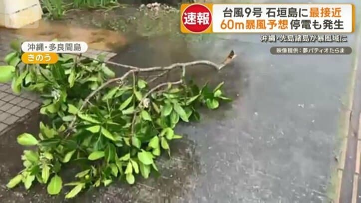 折れた木