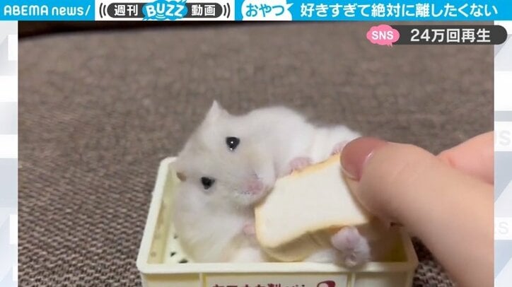 “食パン”を絶対に離さないハムスターvs飼い主 戦いで見せた"激かわリアクション"に「渡すもんか！感がたまらない」の声