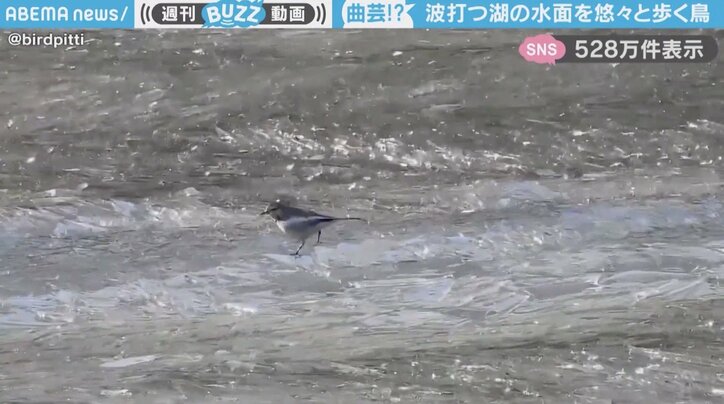 ハクセキレイ