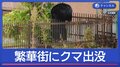 繁華街や小学校にクマ続出　出没いつまで？専門家が解説