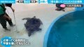 飼育員が水槽を掃除していると…ウミガメたちが甲羅掃除を求める姿に「結構知性感じる」「寄ってくる子が可愛い」と反響