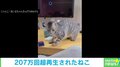 猫が驚異的な垂直ジャンプ 一瞬で“フレームアウトする姿”に飼い主「脚を動かしたら驚いて飛び跳ねた」