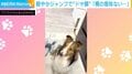 助走なしでこの高さ！？ “驚異の身体能力”を見せる犬にSNS騒然「もはや柵の意味なしｗ」