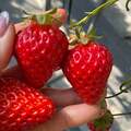 料理研究家・桜井奈々、イチゴ狩りで美味しいものを見分ける方法を紹介「裏切りない甘さ」
