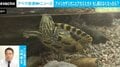 「ザリガニは分かるけど、おっとりしたカメはどうして？」アメリカザリガニとミドリガメが「条件付特定外来生物」に 池や縁日で見る機会もなくなる？
