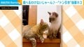優しい先輩猫が突然ガブリ!後輩猫の“ドン引き”に「気まずそうな表情が可愛い」と反響