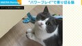 段ボール箱に入ろうとする猫→苦戦しつつも“パワープレイ”で乗り切る姿に飼い主「どんくさすぎて可愛い」