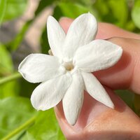 キャシー中島『可愛いピカケとマーゴ』