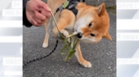 【映像】噛んで離さない柴犬の“凄い形相”