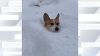 【映像】大雪をかき分け泳ぐ“ラッセル”コーギー