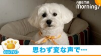 【映像】ガラスに映った自分と話す犬
