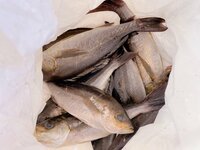 辻希美『イサキな夕飯♡』