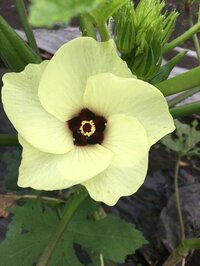 加藤紀子『オクラのこと、知らなかった。』