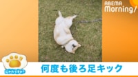 【映像】何か訴えている?飼い主を見上げキックを繰り出す柴犬