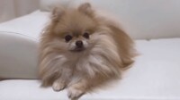 【映像】「人間が拾うんでしょ？」という表情のポメラニアン