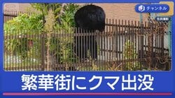 繁華街や小学校にクマ続出　出没いつまで？専門家が解説