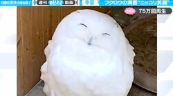 “ギャップ萌え”すぎるフクロウの超満面笑顔…普段の鋭い眼光と落差激すぎな岩手サファリパークの人気者