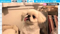 「助けて！」ナスのぬいぐるみにビビって犬が逃走 飼い主困惑「ニンジンのぬいぐるみは大丈夫だったのに…」