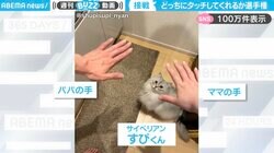飼い主「どっちにタッチしてくれるか選手権開催」←猫がママとパパのどちらかを選ぶ姿に「悩む姿が可愛すぎ」「距離の近さが勝因かも」と反響