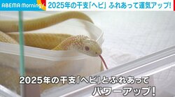 “ヘビ”とふれあって運気アップ！ 外国人も魅了するカフェを取材