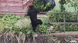 住宅街でクマ捕獲も…“もう1頭”いる可能性　住民の不安続く　宇都宮