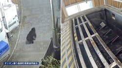 今年も全国各地でクマ出没　駆除後にも問題　北海道でハンターの負担軽減する施設