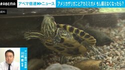 「ザリガニは分かるけど、おっとりしたカメはどうして？」アメリカザリガニとミドリガメが「条件付特定外来生物」に 池や縁日で見る機会もなくなる？