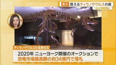 新宿に「買える化石博物館」登場 ティラノサウルスやアンモナイト…本物