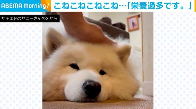 サモエドのサニーくん（5歳）