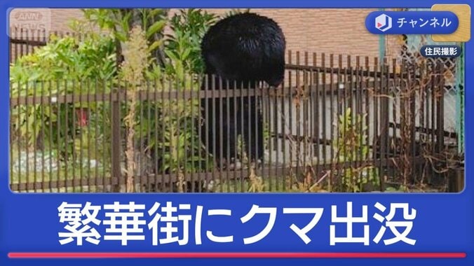 繁華街や小学校にクマ続出　出没いつまで？専門家が解説 1枚目