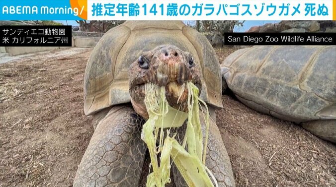 ガラパゴスゾウガメ