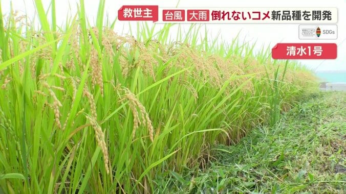 台風の激しい雨風でも倒れない清水1の稲