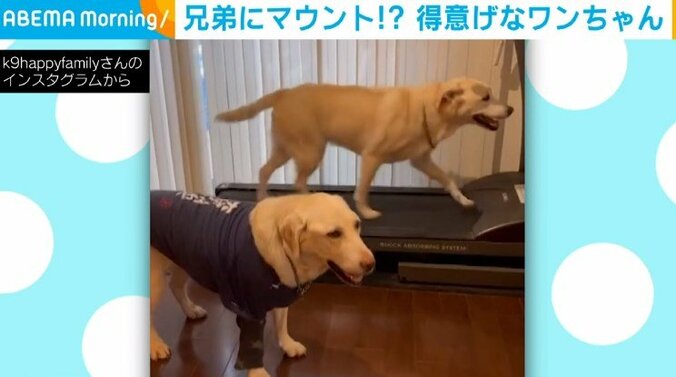 犬「こうやって乗るんだよ」兄弟にマウント！？ “ドヤ顔” で走る姿に「乗れなかった子抱き締めてあげたい」「愛嬌があってかわいいわぁ〜」など話題 1枚目