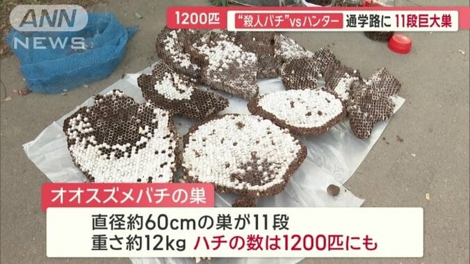 直径60センチの巣が11段、重さ12キロ、ハチの数は1200匹